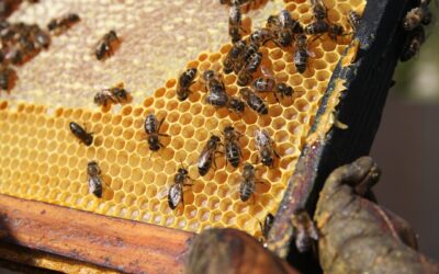 Conférence apiculture et abeilles au musée de la moisson