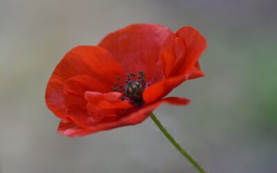 Cérémonie du 11 novembre 2023