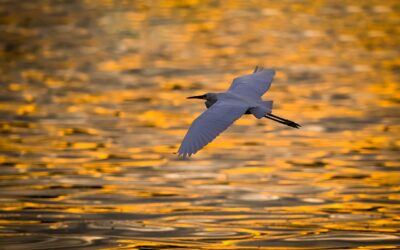 Risque élevé de grippe aviaire